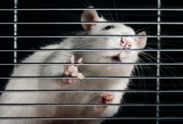 rat behind bars