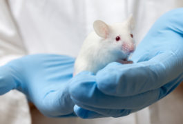 lab mouse in scientists hand with blue gloves