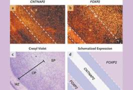 Exclusive expression: In the human fetal brain, the highest levels of CNTNAP2 in the cerebral cortex are seen between bands of FOXP2 expression. FOXP2 is present at high levels in the molecular zone, deep layers of the cortical plate, and subplate (subpanel b).