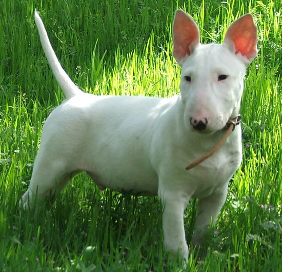 Model behavior: Bull Terriers, some of which compulsively chase their tails and stare off into space, might help find the genetic causes of autism.