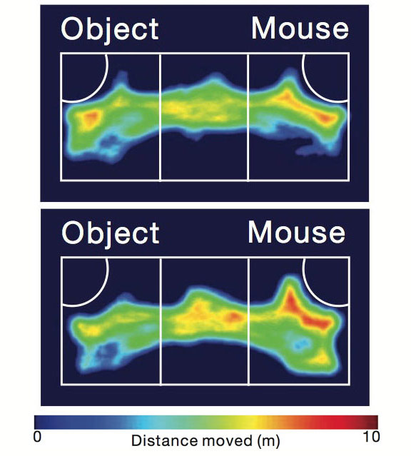 Social slackers: In a three-chamber test of social interactions, control mice (bottom) spend more time interacting with a new mouse than with an object, whereas mice with a mutation in SHANK2 (top) split their time between the two.