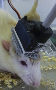 Getting ahead: A tiny motor sweeps an ultrasound probe across the gel-covered head of a rat, tracking blood flow through its brain.