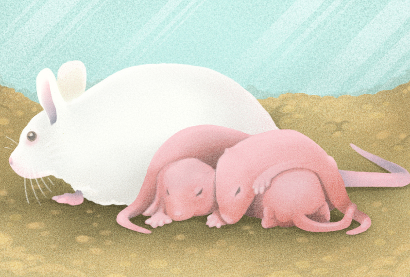 Next generation: Female mice may help explain why autism can be so different in men and women. 