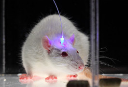 mouse with a sensor connected to brain