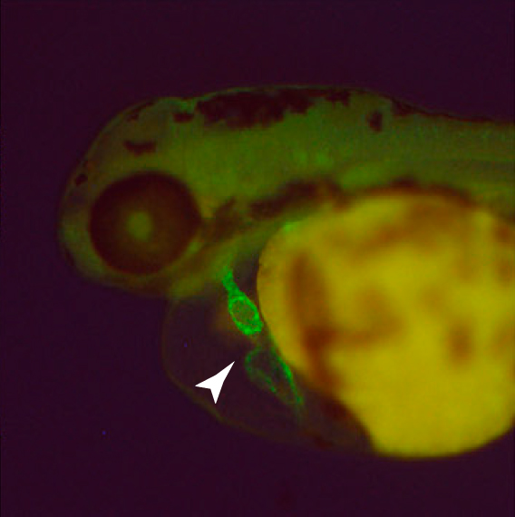 Green gene: Researchers can easily see an edited gene in the zebrafish heart (arrow) because they tagged it with a green fluorescent protein.