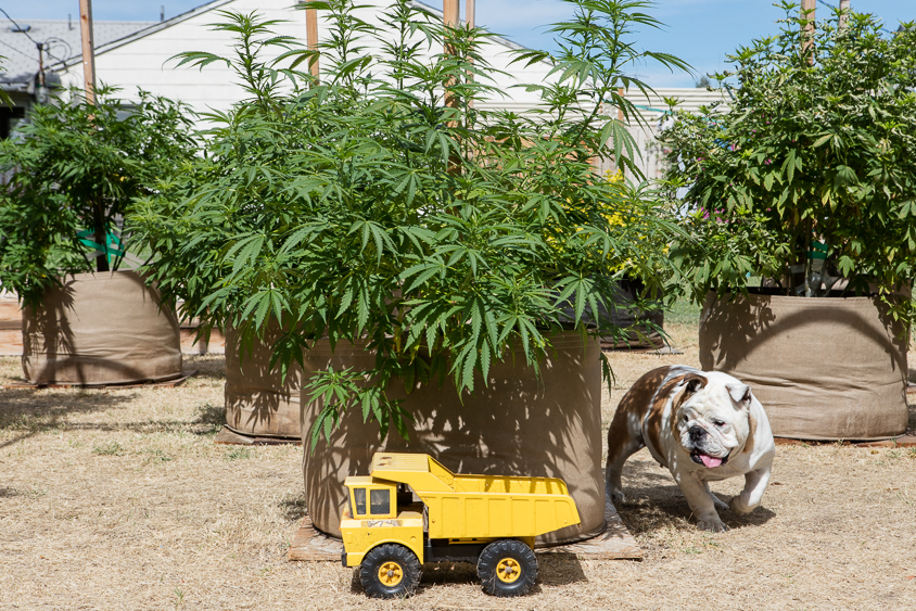 Marijuana leaves growing in the sun. Beneath the leaves, there is a yellow toy truck being chased, slowly, by a stout French Bulldog.