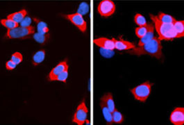 modified version of CRISPR enters the cell nucleus only after it receives a chemical cue
