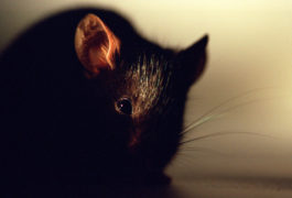 Black mouse in part shadow