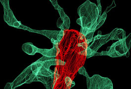 A microglia cell (red), touches the signal-receiving ends of neurons (green) in the brain