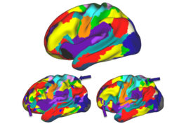 Individual differences in brain structure parallel variations in brain activation when people move their tongue or feet.