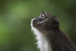 Macaque monkey in the wild