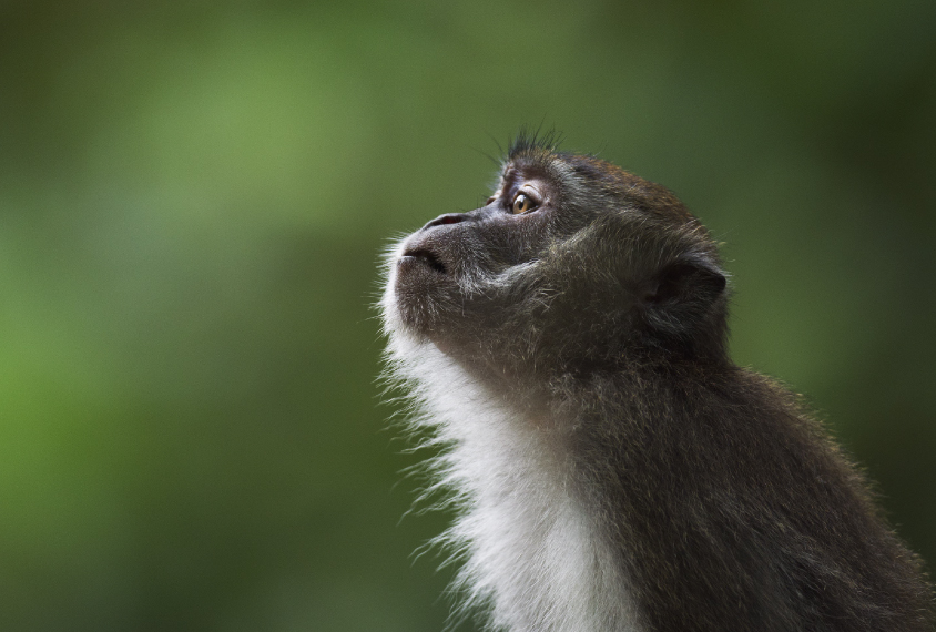 Macaque monkey in the wild