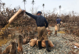 Julio Resto, lead caretaker on Cayo Santiago, dumps a bag of monkey chow. The storm leveled feeding corrals on the island.
