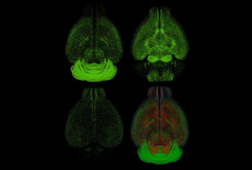 This digital map reveals three neuron populations (shown separately and overlaid) in the mouse brain.
