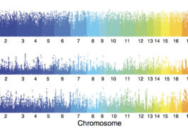 A new resource charts the locations of two types of chemical modifications to chromosomes (top, middle) and gene expression changes (bottom) in brain tissue.