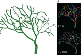 he program simulates the elaborate branches of Purkinje cells. Courtesy of OIST