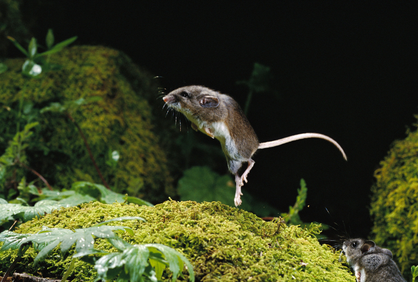jumping mouse in the wild