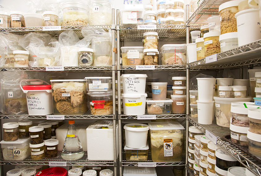 Brain specimens in storage