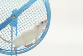 mouse running up wheel