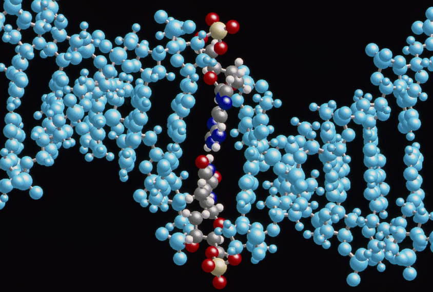 A new enzyme fusion can swap out single base pairs — the rungs in DNA’s ladder-like helix.