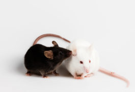 black rat and white rat
