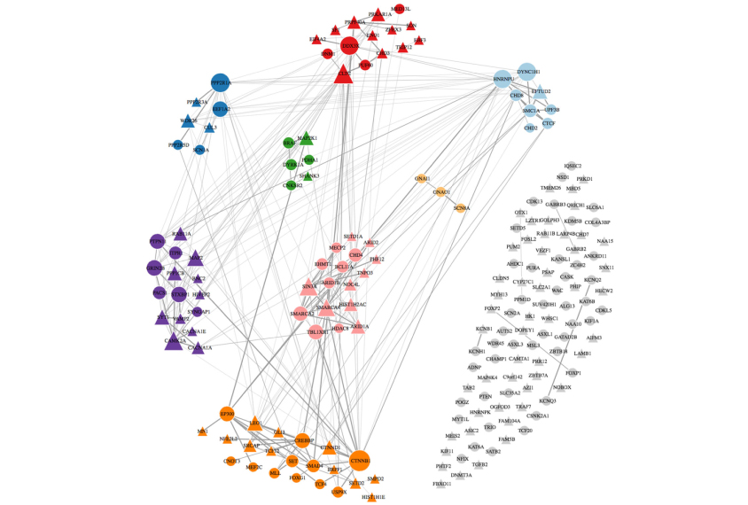 Newly flagged genes for developmental conditions (triangles) cluster in networks with previously identified risk factors (circles).