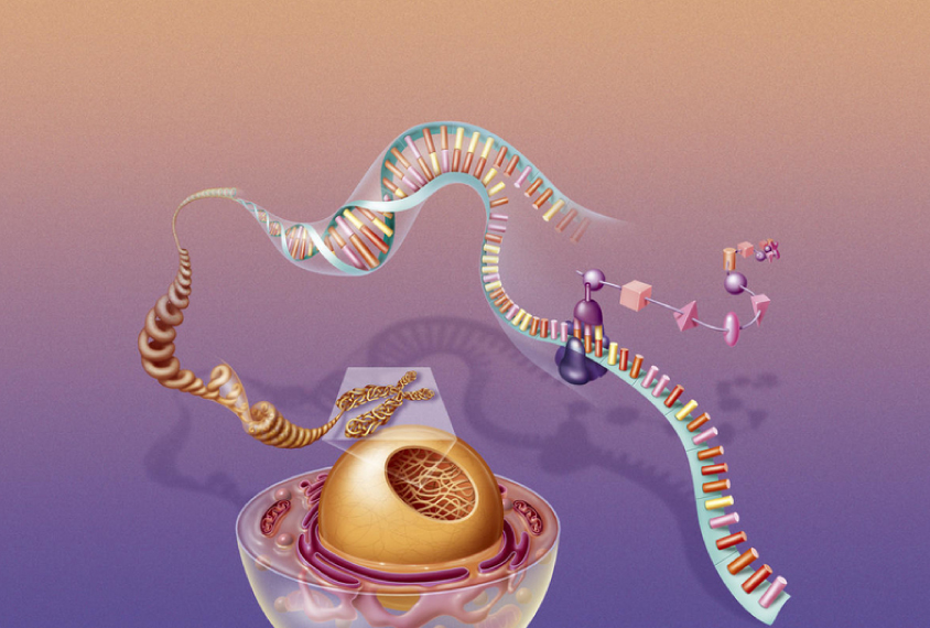 A section of loosely packed DNA points to genes that a cell is actively turning into proteins.
