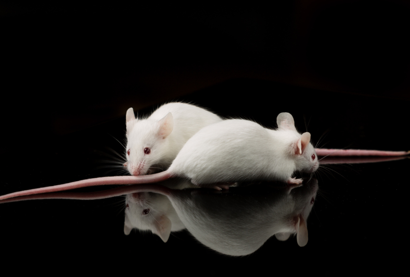 Two mice against black background