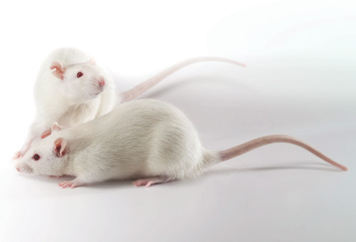Researchers unveil seven new rat models of autism | Spectrum | Autism  Research News