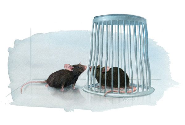 Mouse lab test: the three chambered assay